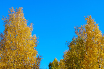 birch with yellow leaves against a blue sky