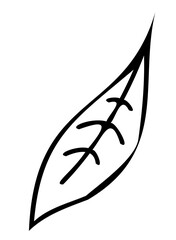 Line art Plant illustration. Outline floral design. PNG with transparent background. 