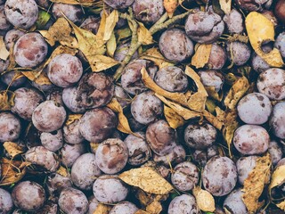 Purple texture of overripe faded plums, dry leaves