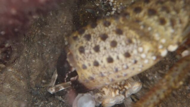 A large spiny crab underwater in a cave, grabs a small crab with its claws, macro shot.