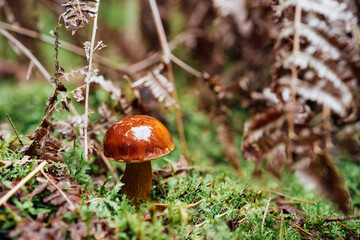 A small edible mushroom grows in the moss and dried fern in the fall forest. Mushroom with yellow-red cap and white stem. Autumn time, natural condition. Selective focus. Copy space.