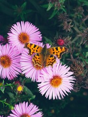 Angloptera (Latin Polygonia c-album) butterfly from family nymph