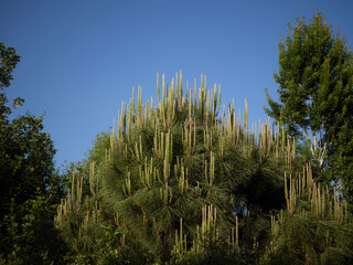 Pine (Pinus pinea) in bloom in the foreground with clear intense blue sky in the background