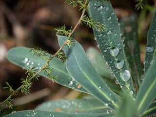 Close-up of green forest plant with water drops with bokeh brown background
