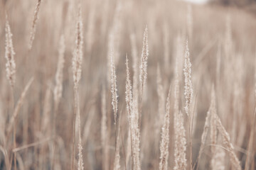 Fototapeta premium Pampas grass in autumn. Natural background. Dry beige reed. Pastel neutral colors and earth tones. Banner. Selective focus.