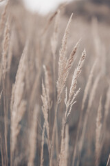 Fototapeta premium Pampas grass in autumn. Natural background. Dry beige reed. Pastel neutral colors and earth tones. Banner. Selective focus.
