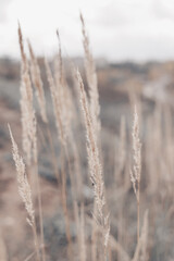 Obraz premium Pampas grass in autumn. Natural background. Dry beige reed. Pastel neutral colors and earth tones. Banner. Selective focus.