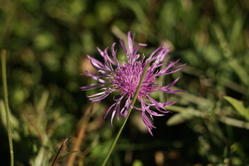 Skabiosen Flockenblume Im Detail zur Sommerzeit auf eine Wiese