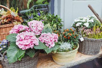 Red berries and pink hydrangea flowers decor in baskets in flower shop