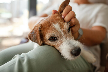 A middle-aged woman is resting in a chair with her pet and look out the window. The senior is...