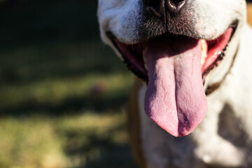 Dog with licking tongue