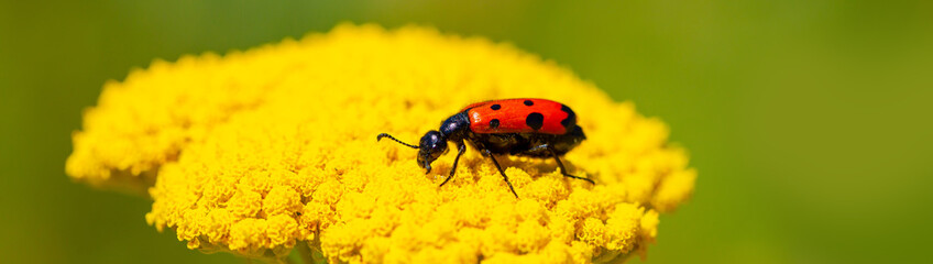 Red beautiful beetle on a yellow flower. The common red soldier beetle Rhagonycha fulva, also misleadingly known as the bloodsucker beetle, is a species of soldier beetle Cantharidae.