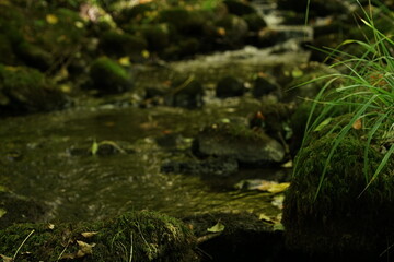 Fluss mit Laub und Blättern nach einem Fließgewässer