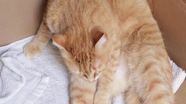 chat faisant sa toilette en gros plan