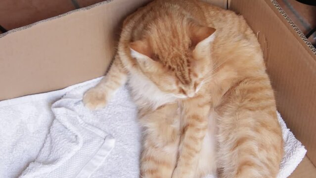 chat faisant sa toilette en gros plan