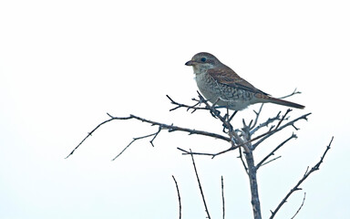 Red-backed shrike - Lanius collurio, Greece