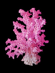 Coral isolated on black background