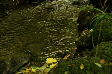 Fluss mit Laub und Blättern nach einem Fließgewässer