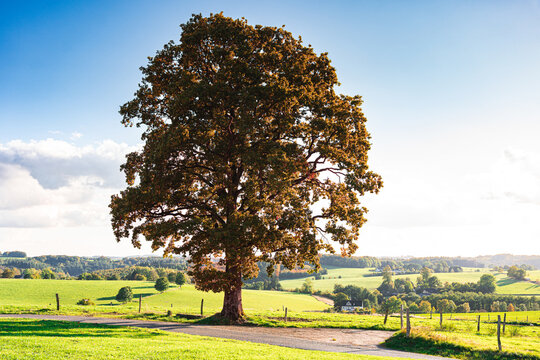 Baum im Herbst