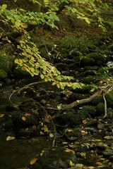 Fluss mit Laub und Blättern nach einem Fließgewässer
