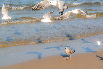 flying birds on the beach