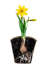 Transversal cut of cardboard pot with yellow daffodil plant. Isolated on white image