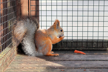 Obraz premium Squirrel eats a nut scene. Cute squirrel. A protein in a cell. Squirrel