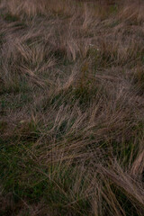 Fototapeta premium distort grass