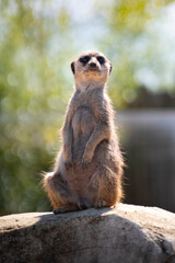 The meerkat (Suricata suricatta) or suricate is a small mongoose found in southern Africa
