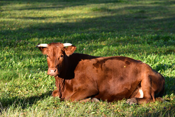 a brown cow with white horns is lying on green grass in the evening sunset in autumn