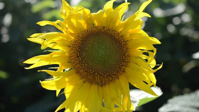 Sunflower against a field. Field of sunflowers, summer