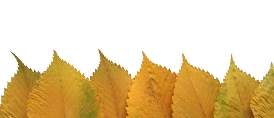 Autumn leaves isolated on white background. Yellow elm leaves. Bright autumn background, beautiful frame.