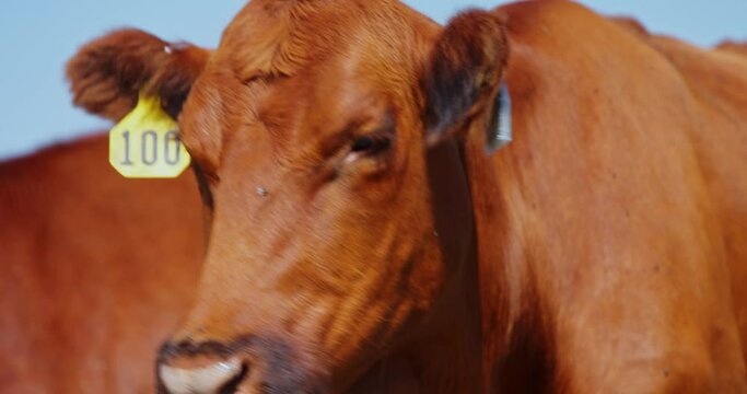 Beefmaster Cows With Ear Tags In Cattle Farm. extreme close up