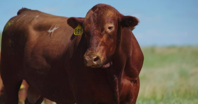 Portrait Of A Beefmaster Cow With Yellow Ear Tag In The Farm On A Sunny Day. close up