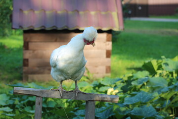 A crested chicken sitting on roost. Bird yard on the countryside.

