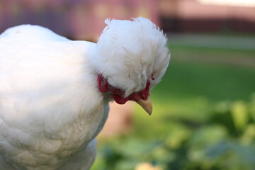 A crested chicken macro. Bird yard on the countryside.
