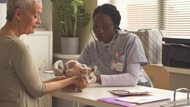 Young Black vet woman using stethoscope while examining hairless sphynx elf cat held by his owner on medical table