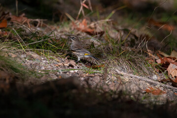 Yellow Rumped Warbler Foraging