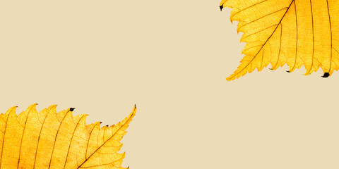Autumn minimal banner with autumn yellow alder leaf with natural texture on beige background, copy...