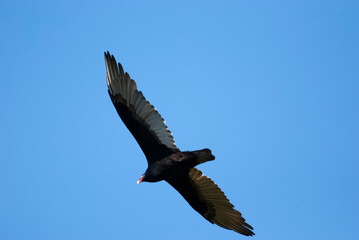 Turkey Vulture circling overhead