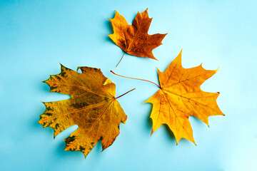 Autumn maple leaf on blue background, close-up
