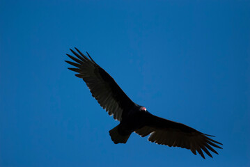 Obraz premium Turkey Vulture circling overhead