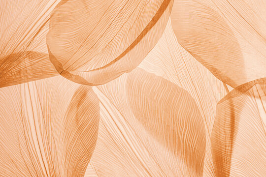 Nature pattern of dry petals, transparent leaves with natural texture as natural background or wallpaper for screen. Macro texture, skeleton flower petal. Monochrome aesthetic beauty of nature
