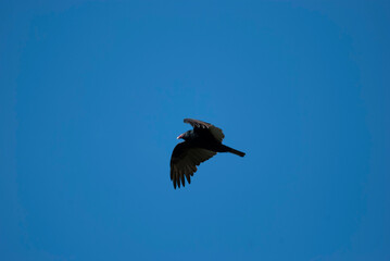 Turkey Vulture circling overhead