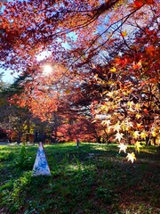 autumn in the park