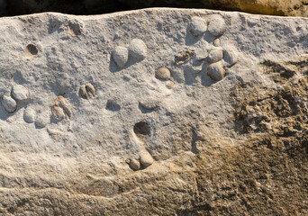A stone from sedimentary rock with fossil Mollusks. Cockle (bivalve)  in the family Cardiidae.