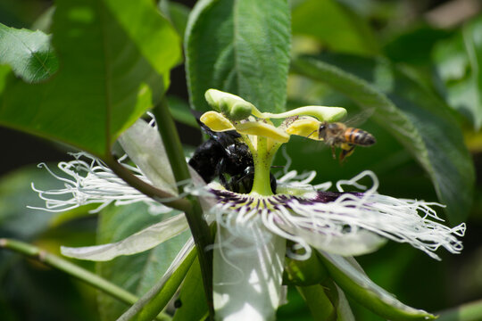 Passion flower (Passiflora edulis) being pollinated by the Bombus atratus bee and the Africanized bee Apis mellifera scutellata