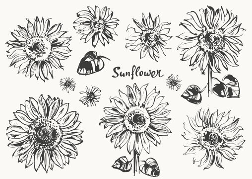 Hand drawn ink sunflowers