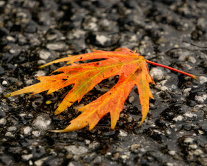 Abstract Fall