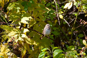 Obraz premium Song Sparrow in a bush